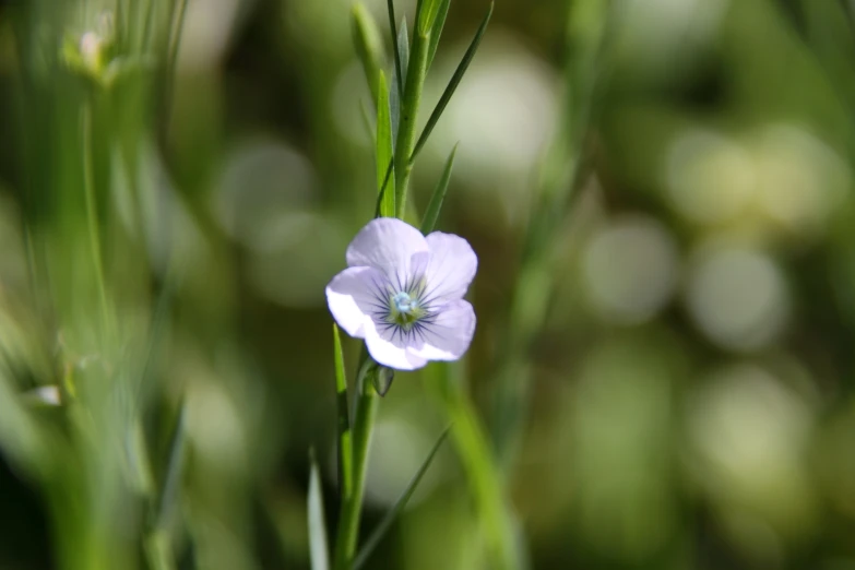 purple flower sitting in the middle of green grass