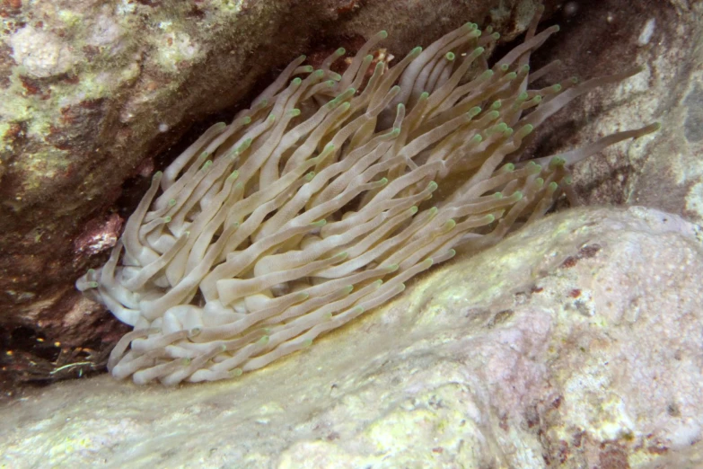 a sea anemone with green tips and small white dots