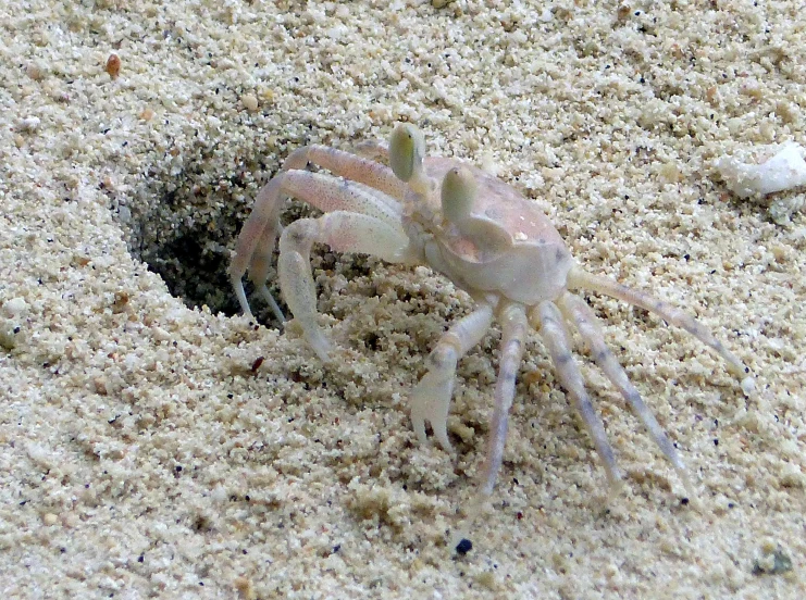 a white spider on the ground with it's head near sand