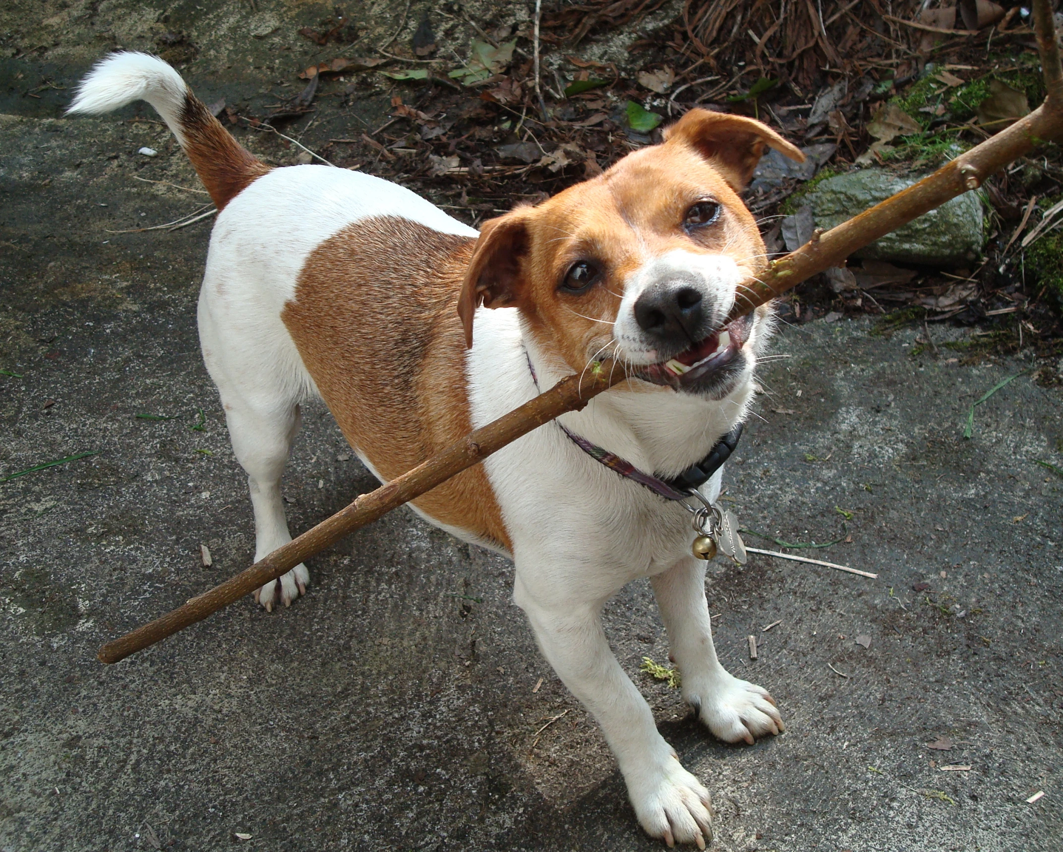 a cute little dog holding a stick and looking around