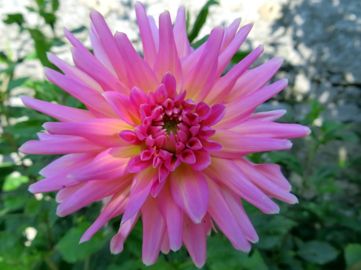 a large pink flower with green plants in the background