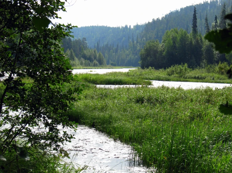 a river in a green field with trees in the background