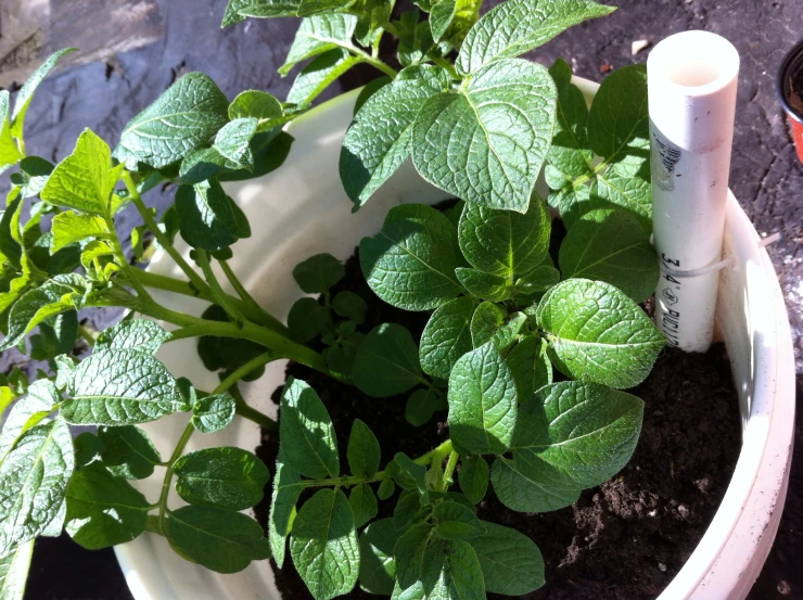 a plant with several leaves and two tubes in the soil