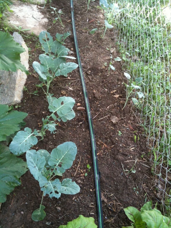 a green garden with large plants on the ground