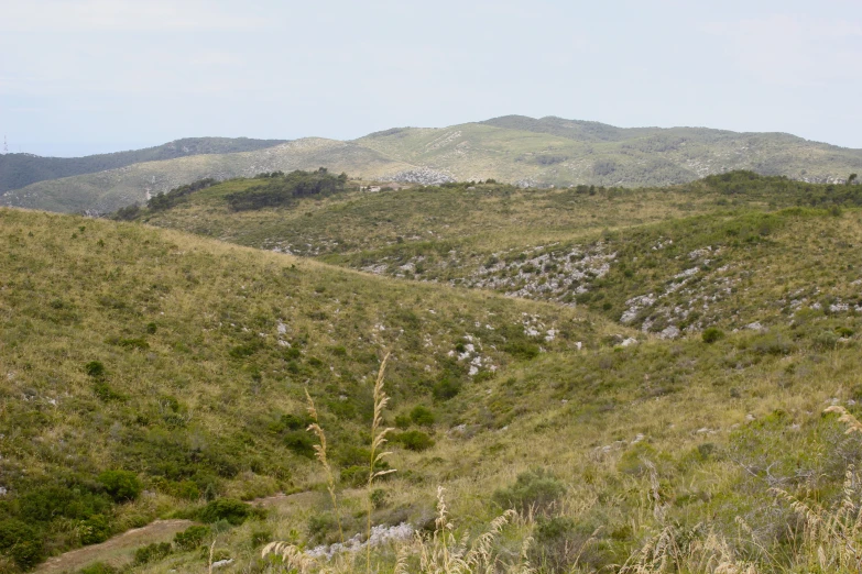 a field that has various types of plants in it