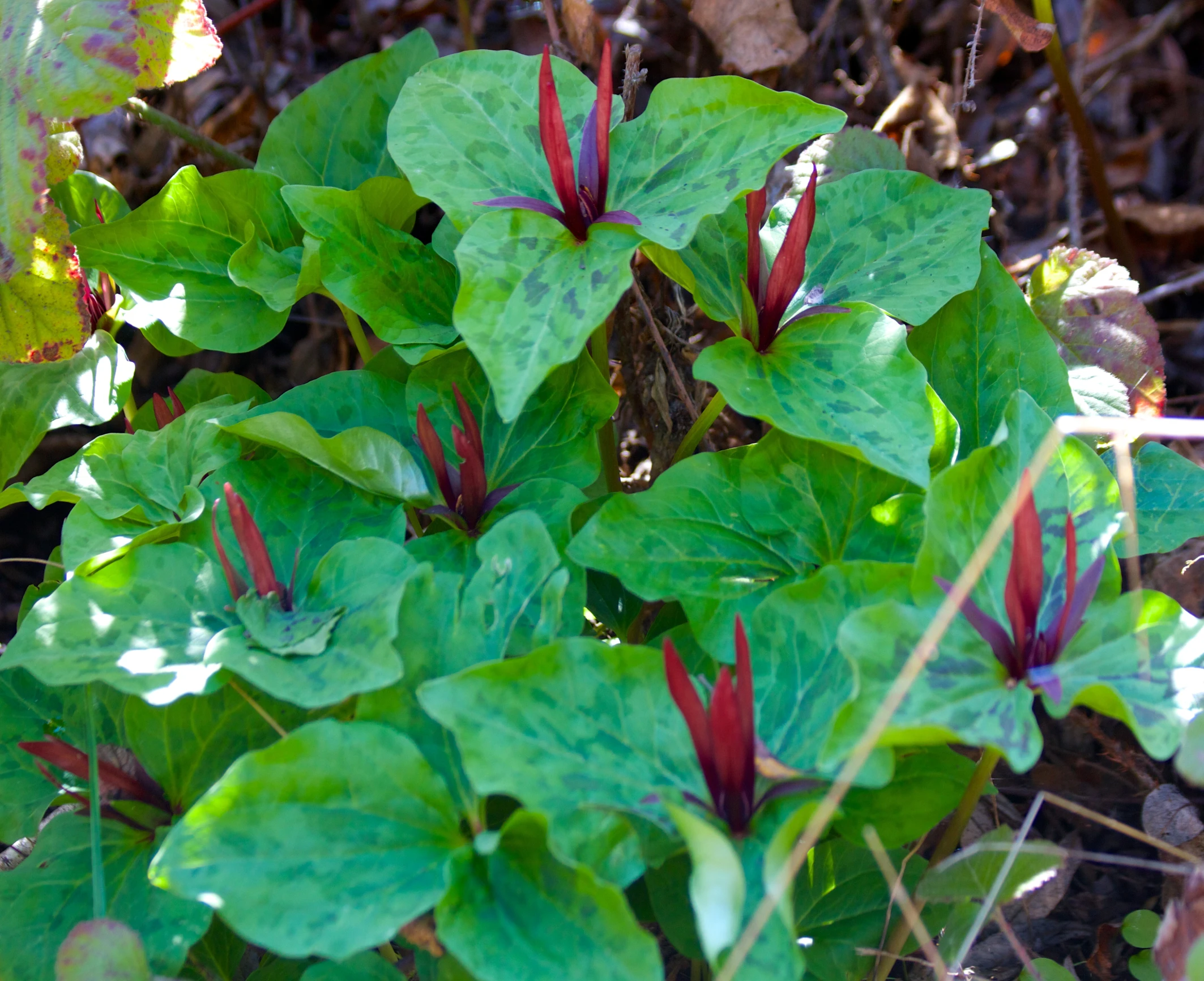 green leaves with red centers in the woods