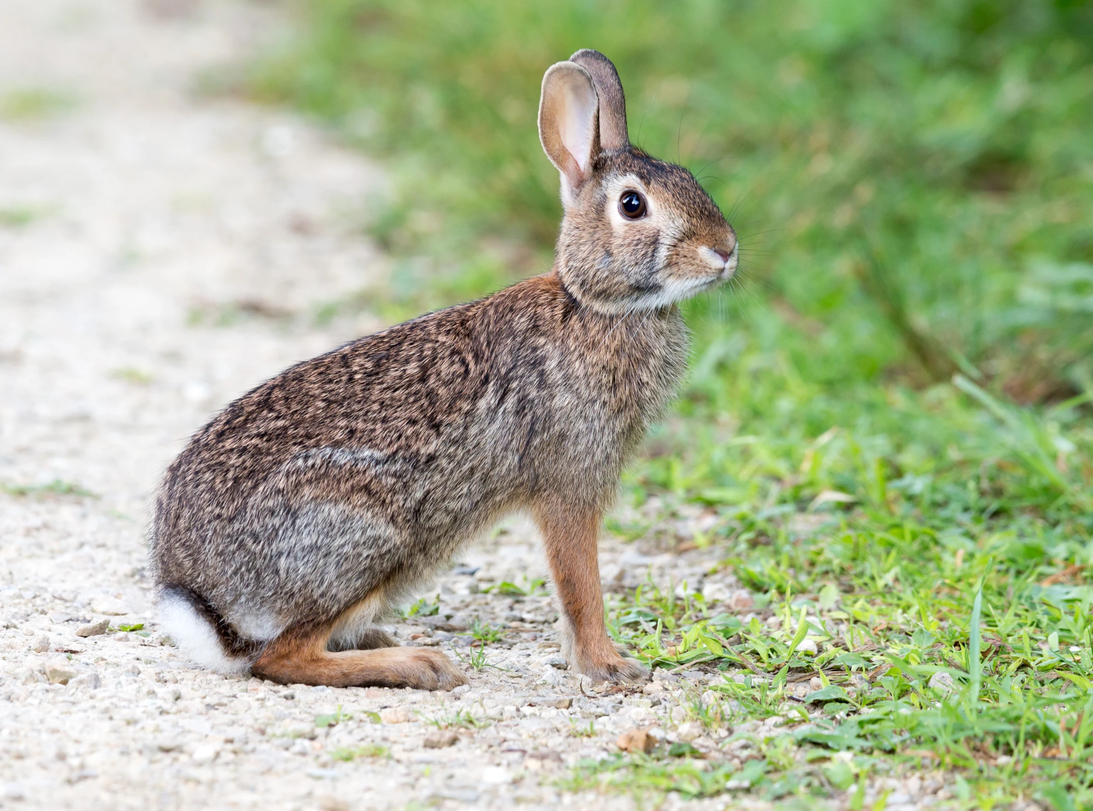 a rabbit sitting in the middle of a gravel road