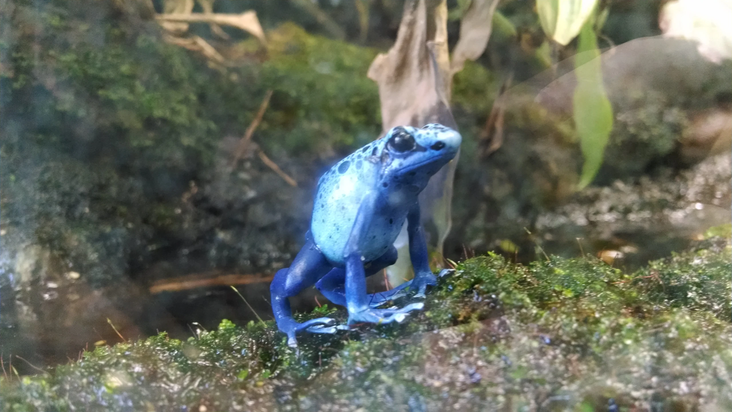 a blue frog sitting on a mossy hill next to bushes