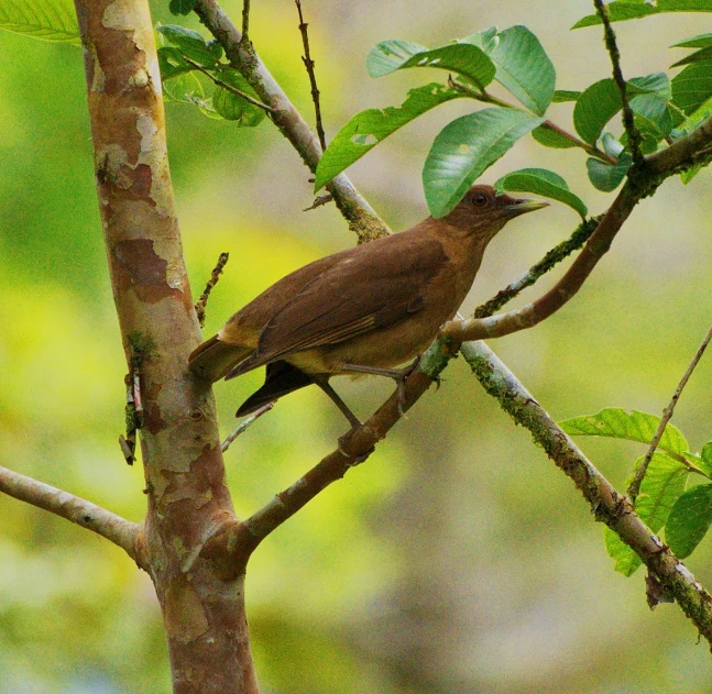 a bird sits on a nch in the trees