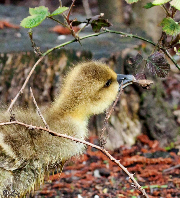 a baby bird sitting on top of a tree nch