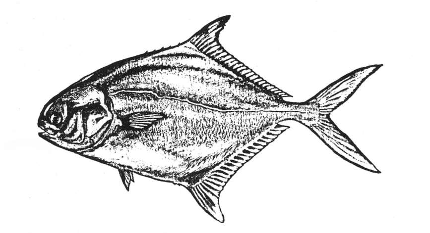 a drawing of a fish, in ink