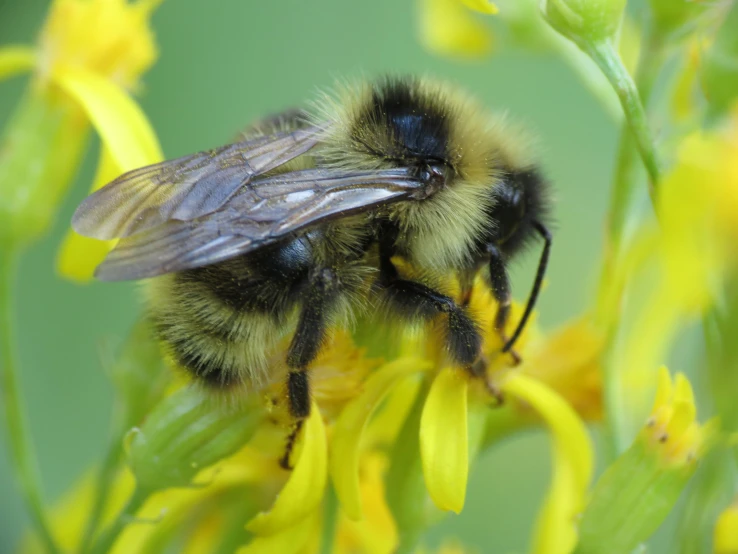 a close up s of a bee sitting on top of a flower