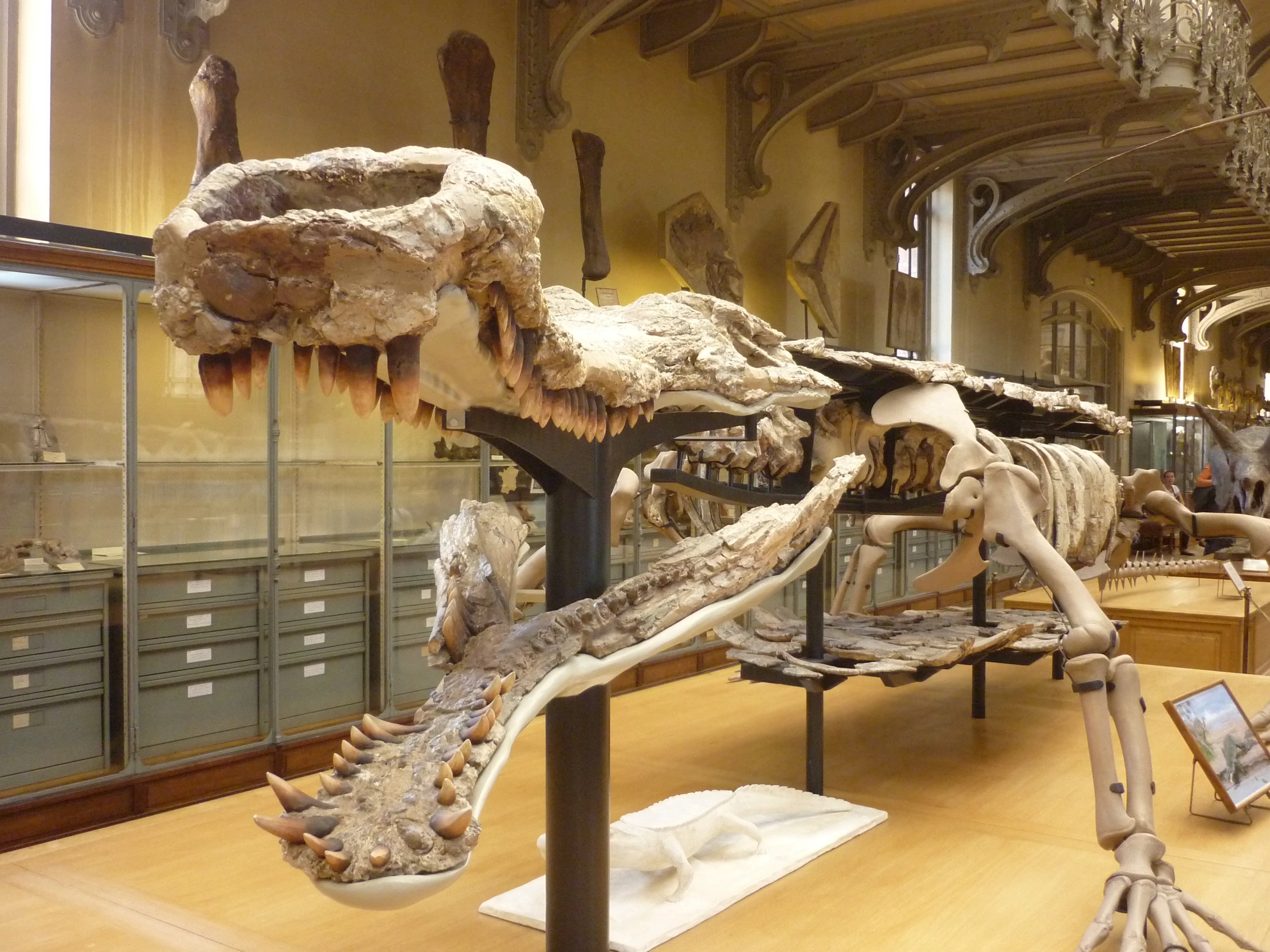 there are many bones in a museum