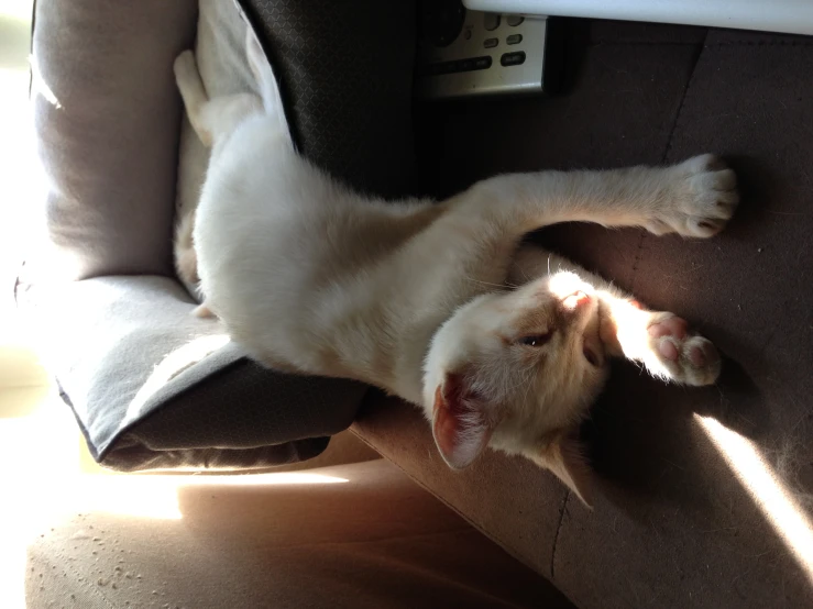 a white cat lying down on a brown couch