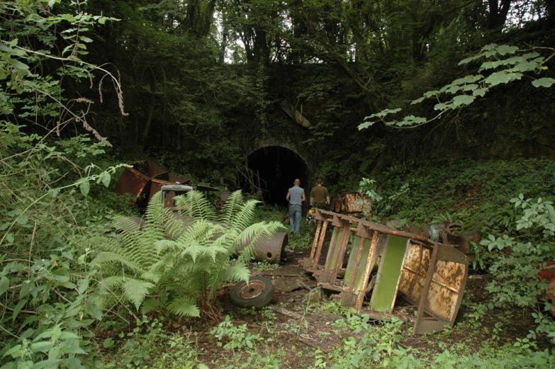 a forest is shown with trees and bushes