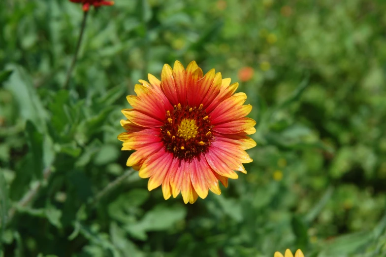 a flower blooming with green stems and some red ones