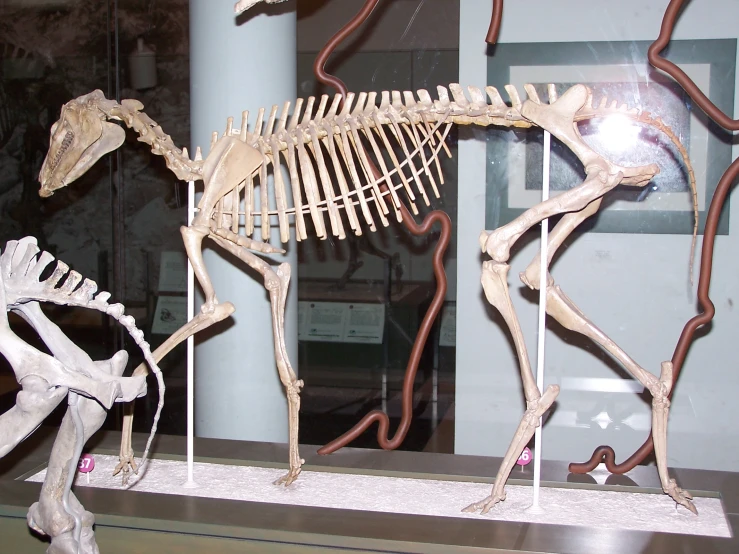 a skeletal giraffe in a museum display of art