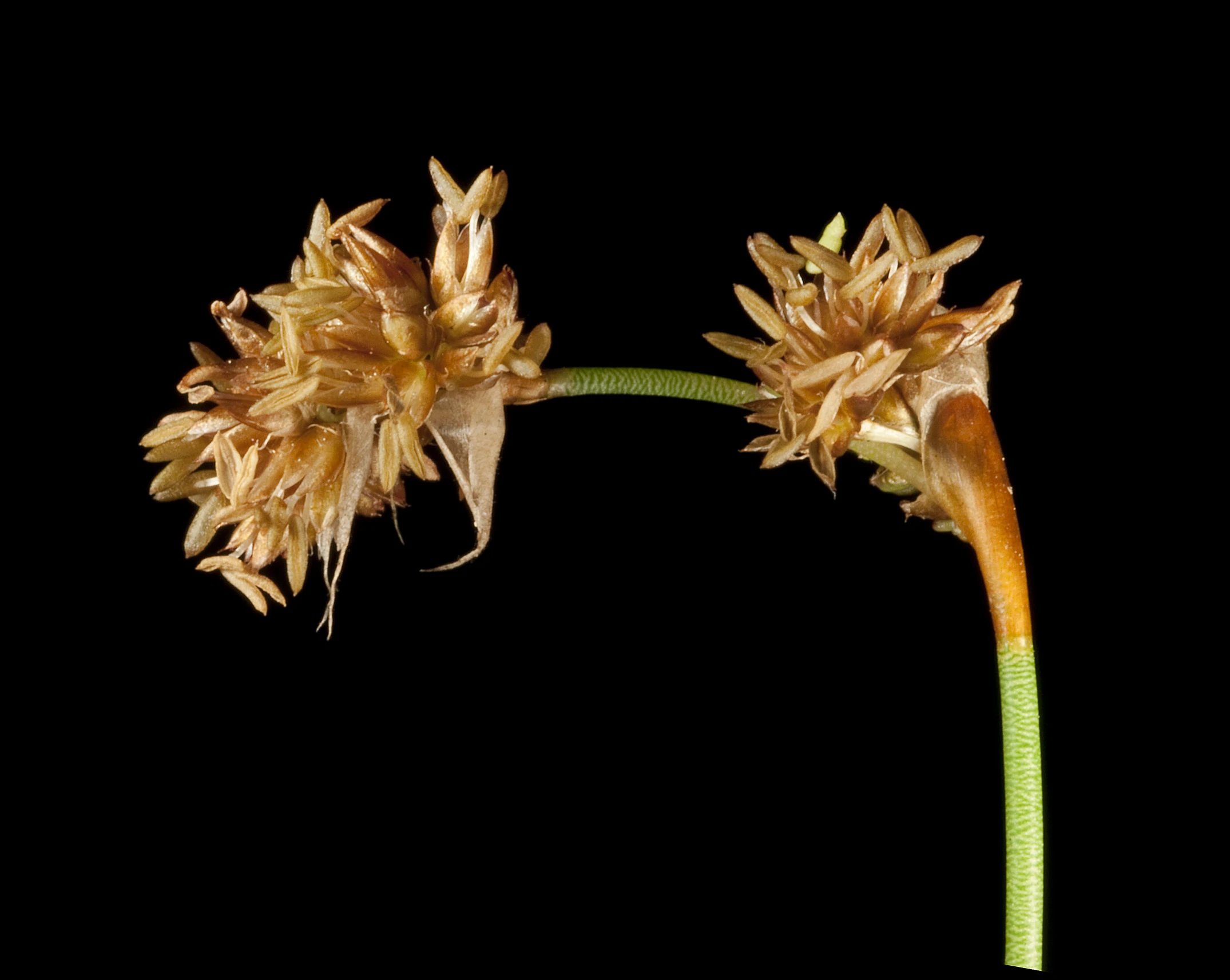 a couple of large brown flowers on a stem