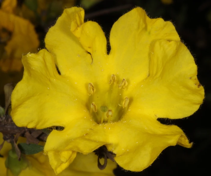 a yellow flower on the plant with water droplets
