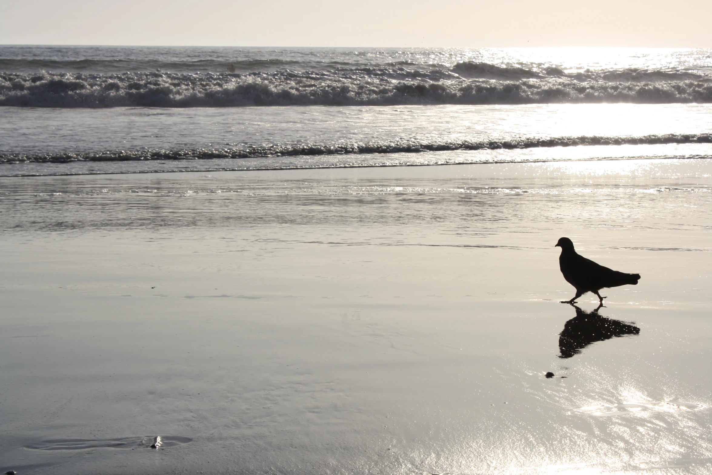 a bird that is walking along the sand by the water