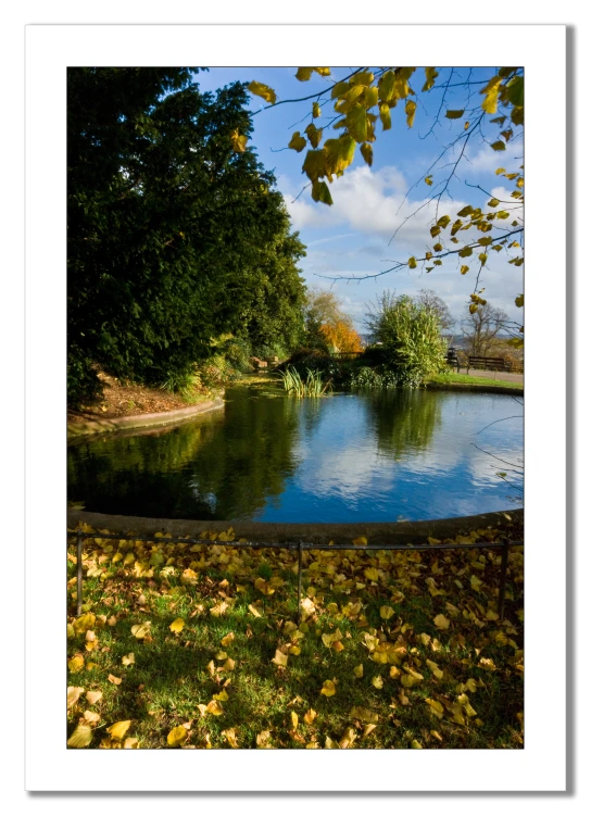 pond with trees and grass on a clear day