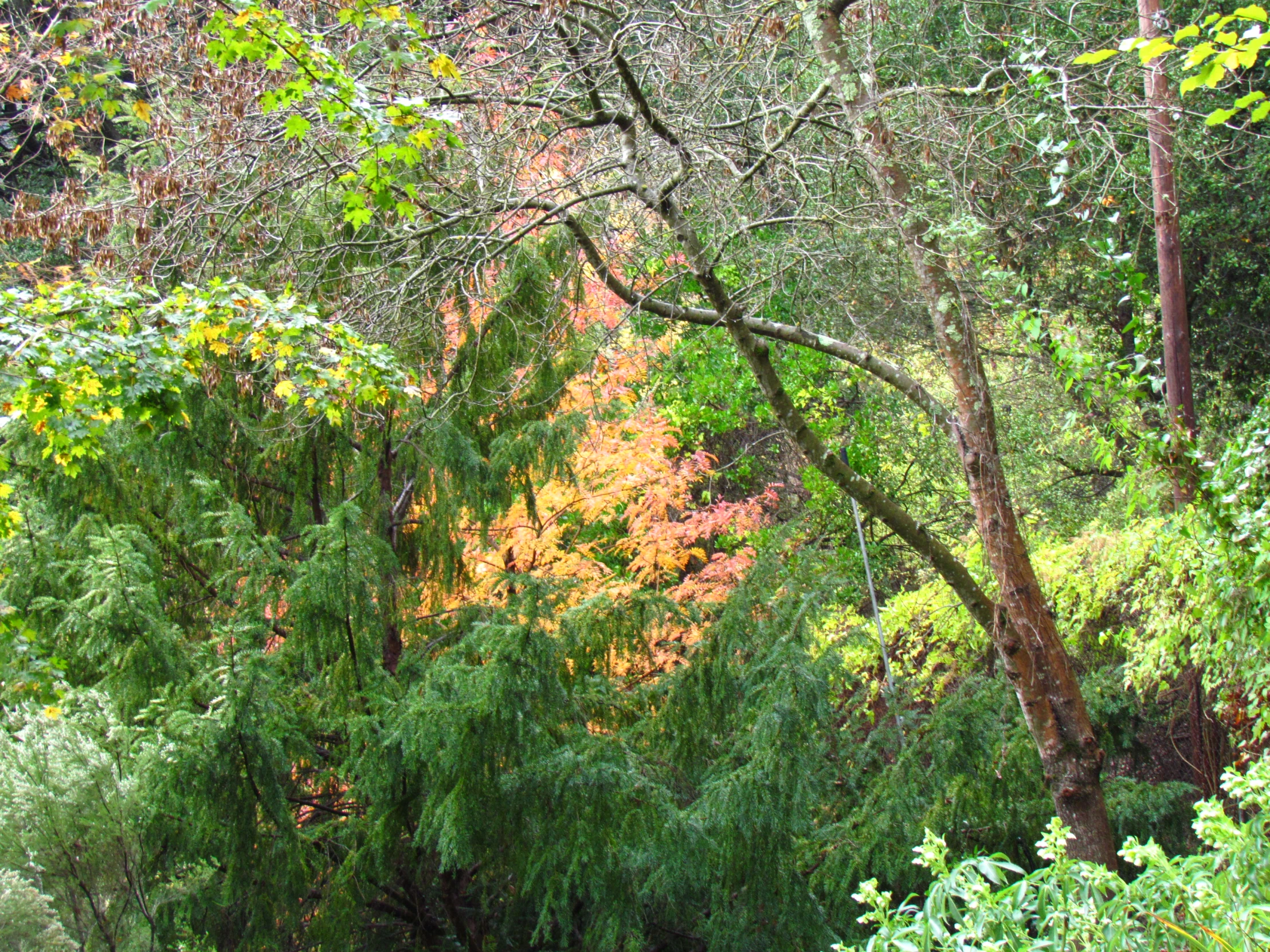 there is a horse walking through the forest