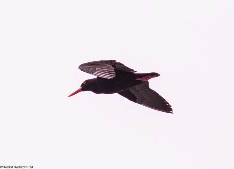 a black bird with white striped wings flying through a sky