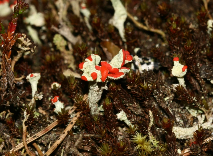 a group of little red mushrooms in a forest