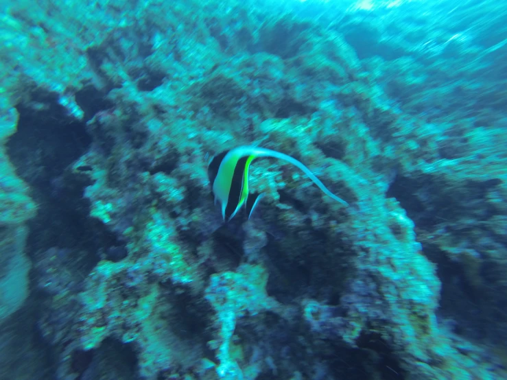 a small blue and yellow fish swimming over a coral reef