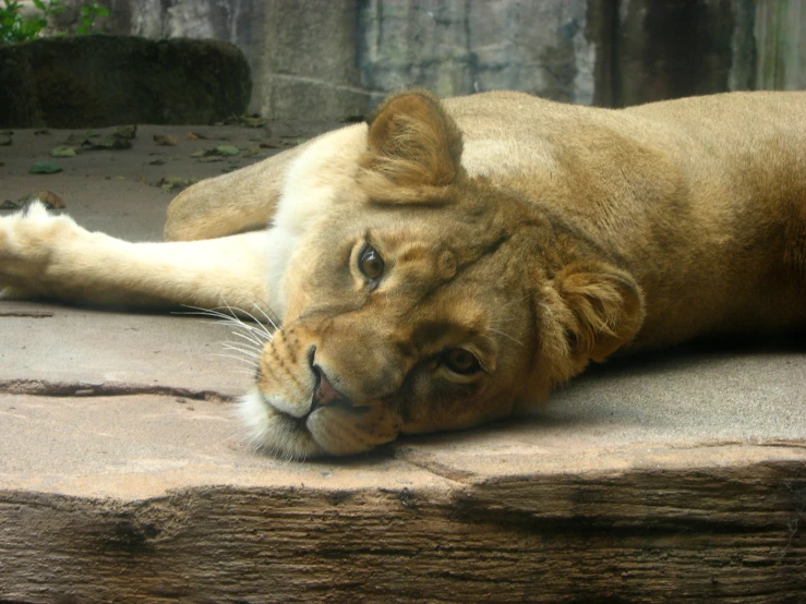 a large lion laying down on a stone ledge