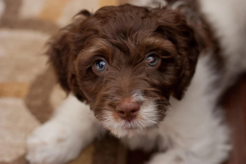 a white and brown puppy with blue eyes is sitting on a rug