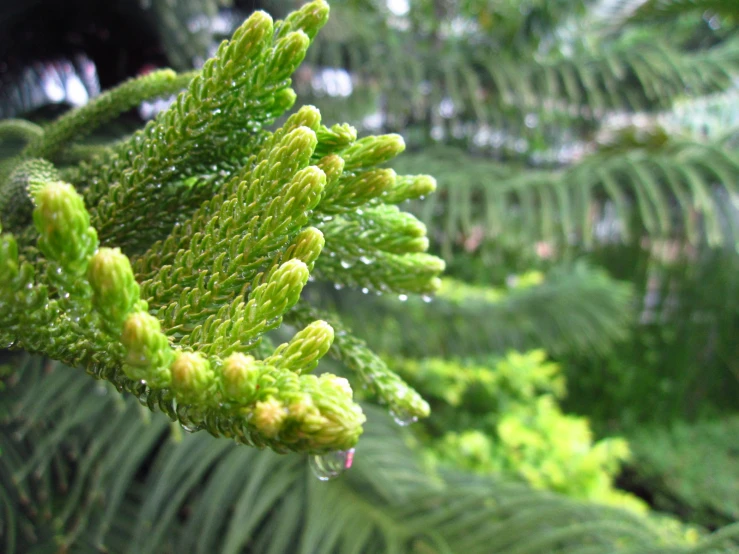 a pine tree is pictured in the rain