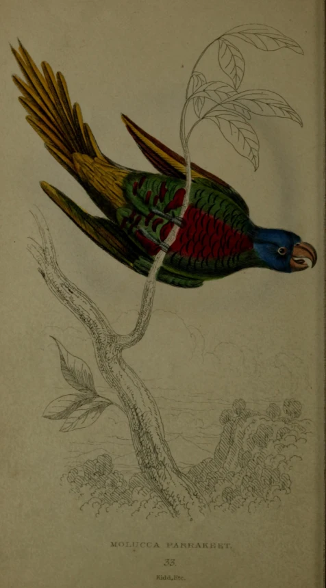 an old colored bird is shown on this page