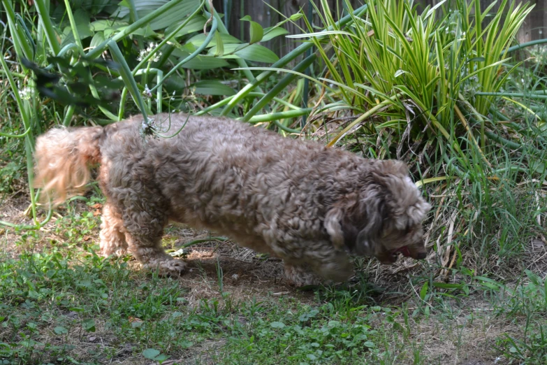 a small gy dog walking in the grass