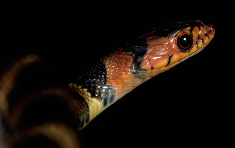 a close up of a snake's head at night