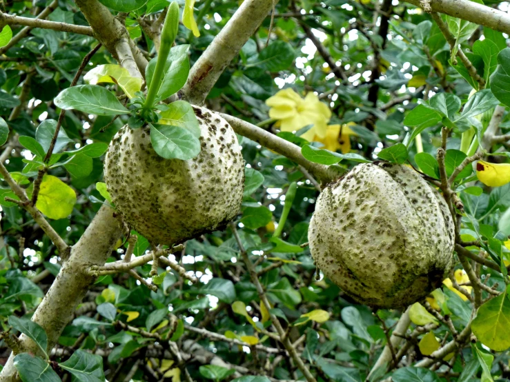 a fruit tree with some small fruit growing