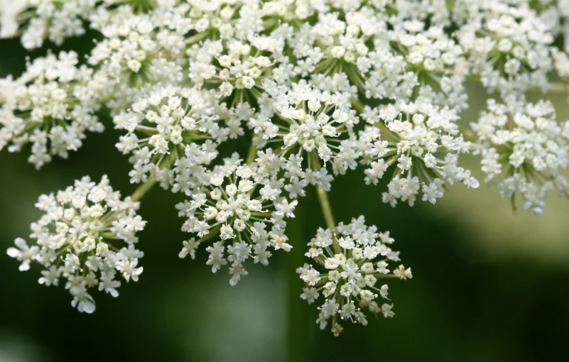 a bunch of white flowers sitting next to each other