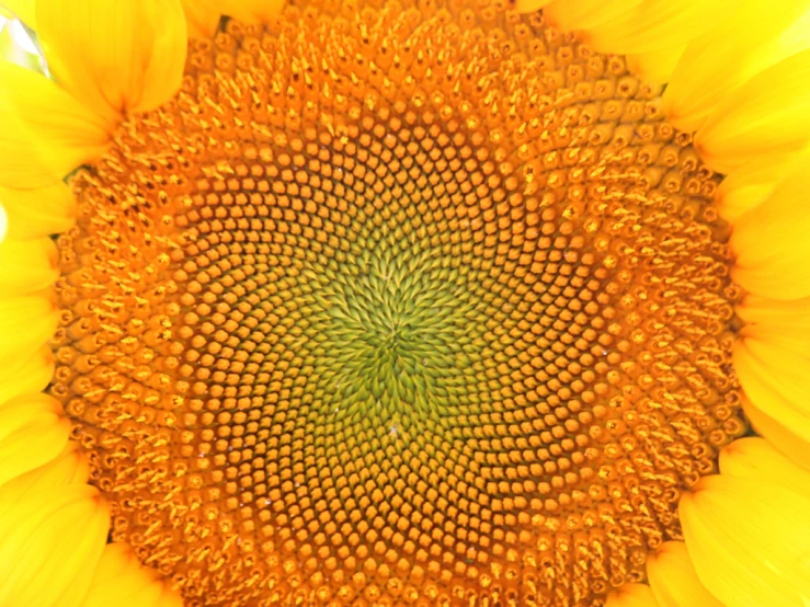 a big flower with yellow petals in the middle