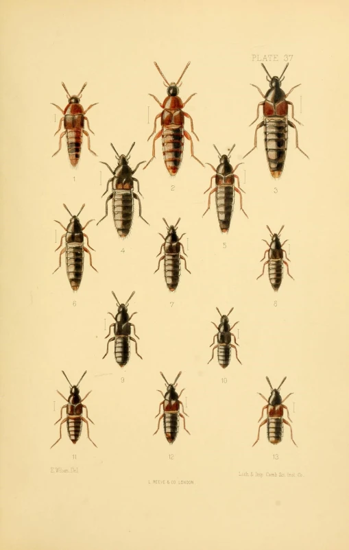 different types and sizes of insect specimens in this picture