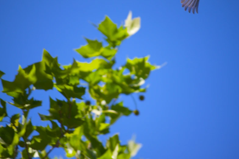 a white bird flying high up into the blue sky