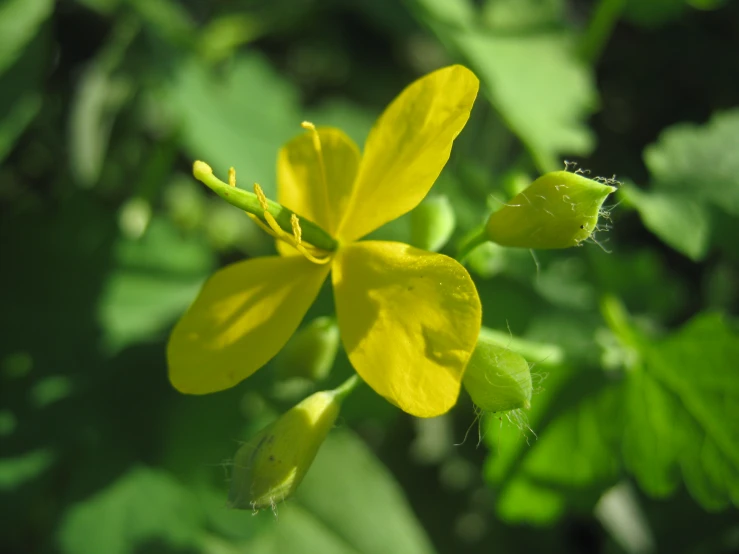 the yellow flowers are close to some green leaves