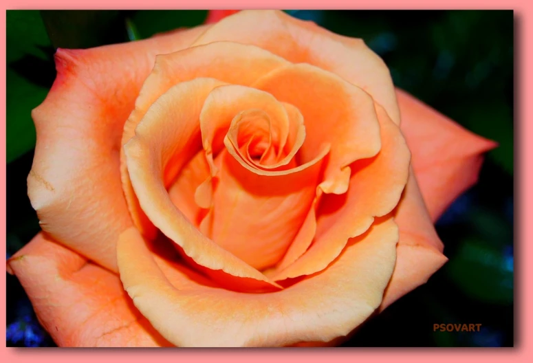 an orange rose with bright flowers in the background