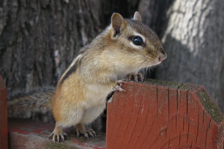 a small grey and yellow animal standing on a wooden fence