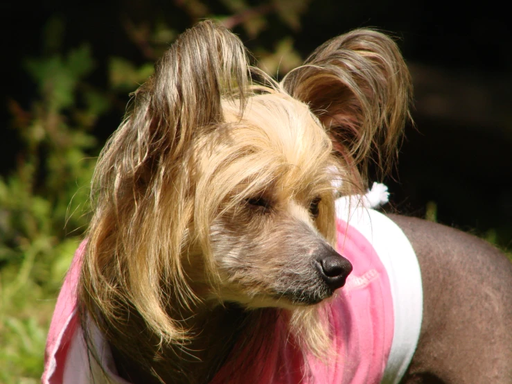 a small dog with blonde hair wearing a shirt