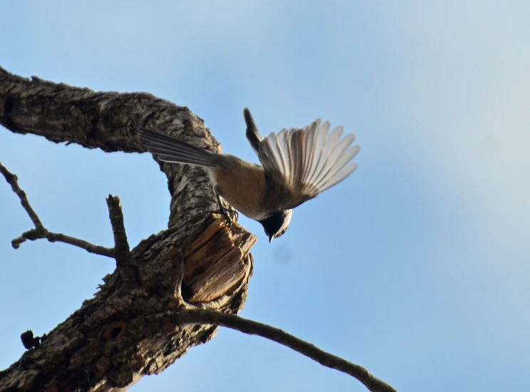 a small bird that is perched on a tree