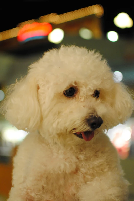 the dog is standing outside in front of some lights