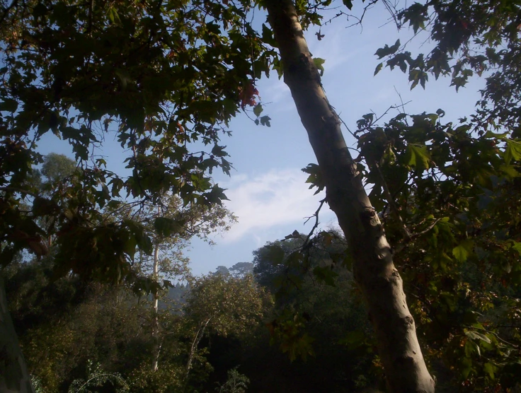 some leaves on the nches of many trees