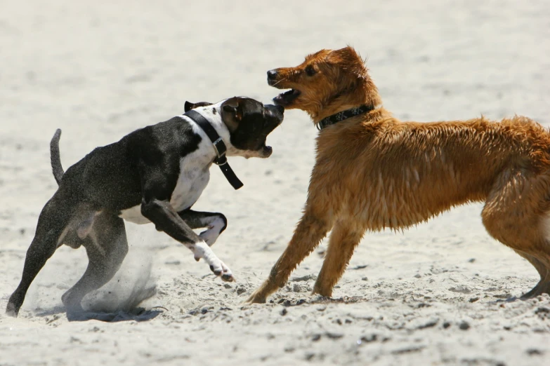 two dogs are playing on the sand and one is catching a frisbee