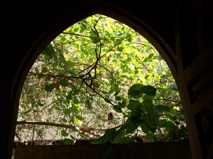 view through a doorway into the trees below