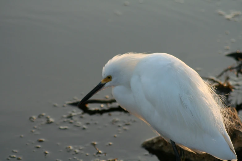 a bird with its beak standing on the water